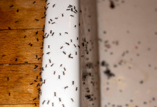 Best Residential Pest Control  in Hernando, MS