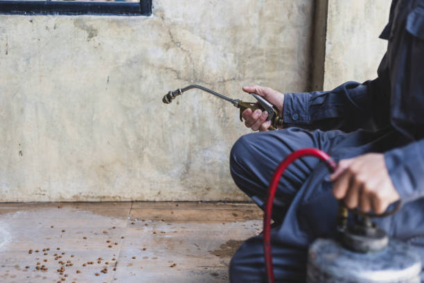 Best Flea Control Services  in Hernando, MS
